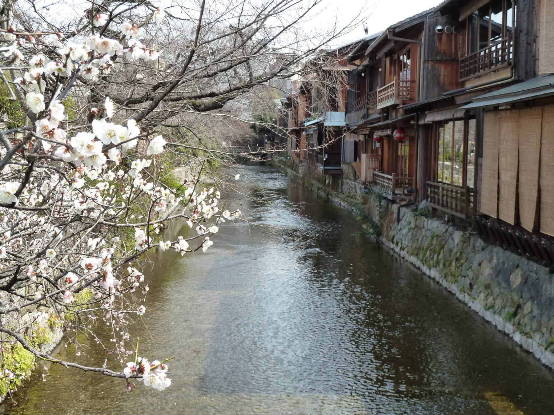 Kyoto at blossom time
