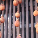 Persimmons hanging to dry